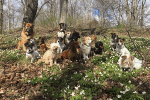 Dog Planet AB