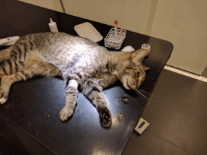 Evidensia Mälarhöjdens Veterinärpraktik